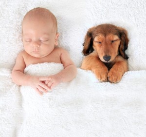 39381033 - sleeping newborn baby alongside a dachshund puppy.